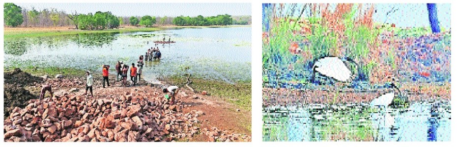 TATR starts wetland restoration with artificial perching to boost waterbirds, crocodile habitats