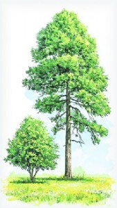 The Two Trees