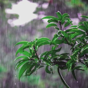 Can plants predict rain?