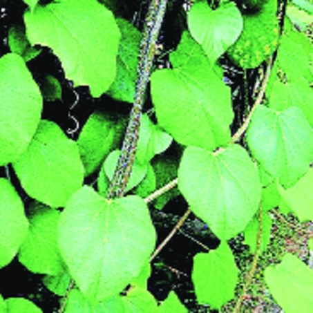 Tinospora baenzigeri