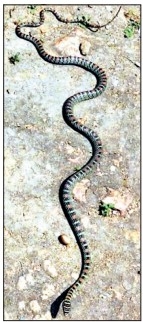 Rare Takshak snakes