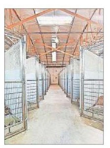 New Bhandewadi dog shelter to have triple NMC’s holding capacity
