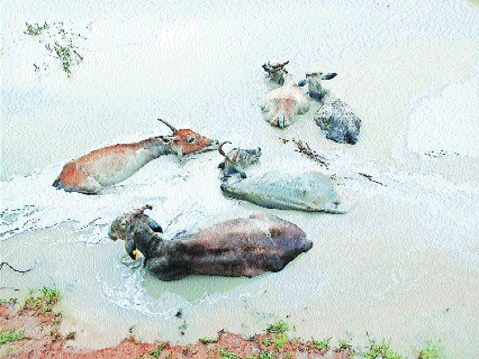 Fly ash dumping by Mahagenco in 