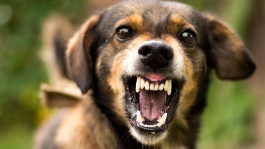 130 people in seven hrs, Rabid stray dog goes on biting spree in Kalyan