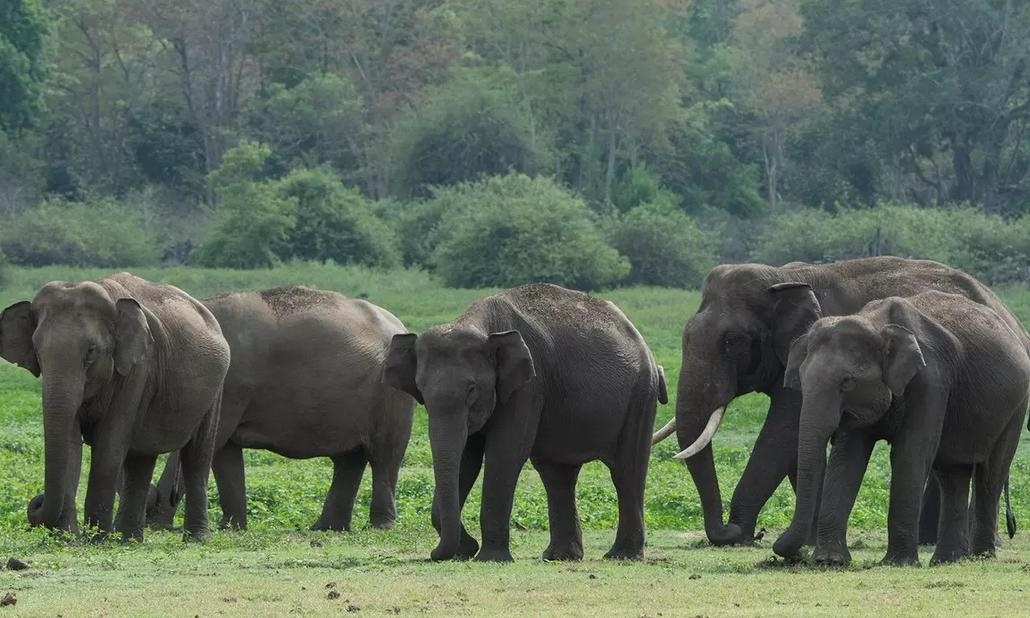 Mah is home to 63 wild elephants Study
