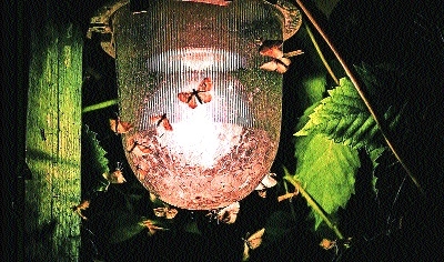 Nagpur bright nights proving fatal for insects