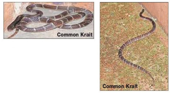 The ‘silent killer’ hiding in plain sight; Common Krait bites that can go unnoticed