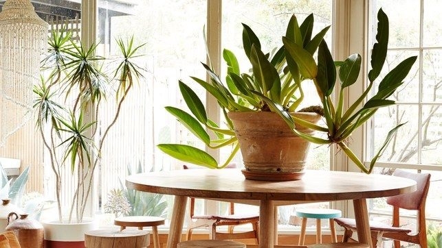 plant in table