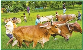CM takes up plough