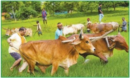 CM takes up plough in his native Bagiya, Early-morning farming brings back childhood memories