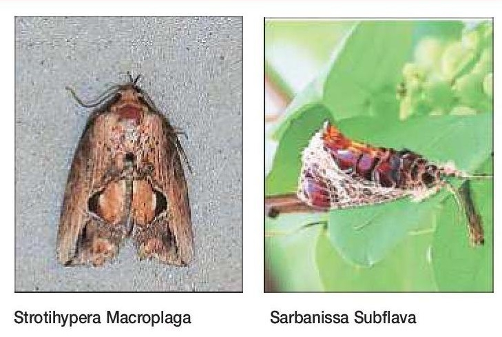 Two rare species of moths recorded in Nagpur for the first time in India Two rare species of moths recorded in Nagpur for the first time in India