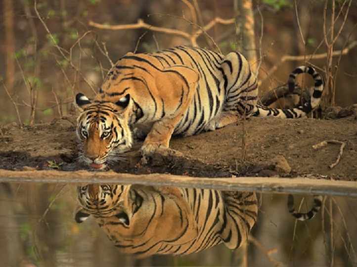 C’garh Forest Deptt recommends 