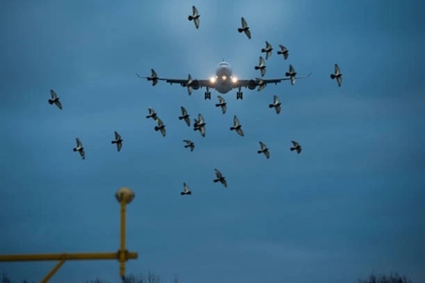 GMR to strengthen Bird Control