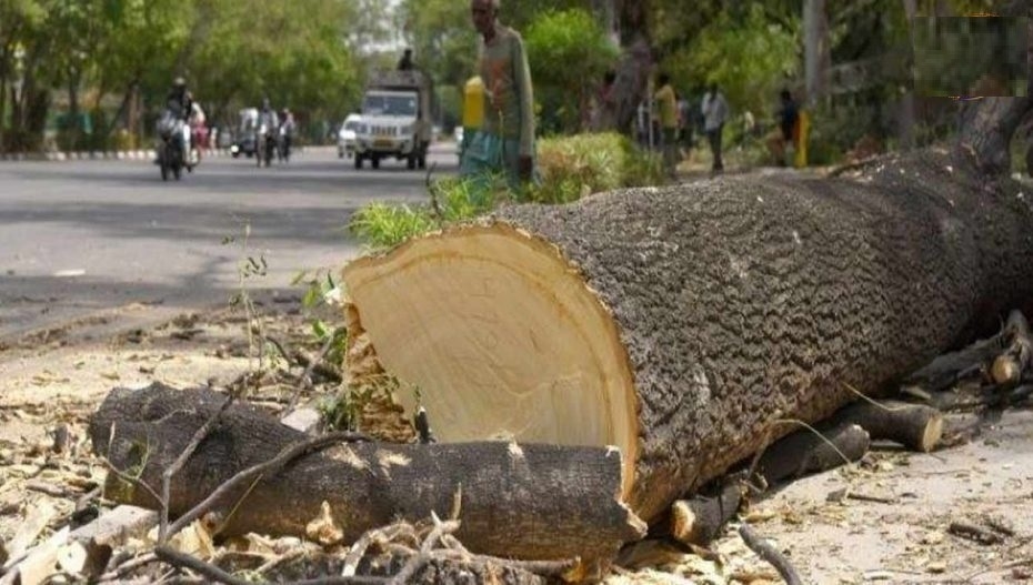 3point 46 lakh trees felled illegally in State in 5 yrs RTI