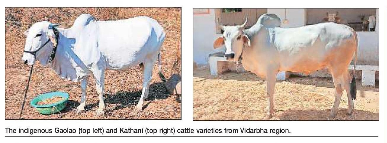 From Desito Distinct  MAFSU project aims to unlock hidden value of Vidarbhas native cattle 