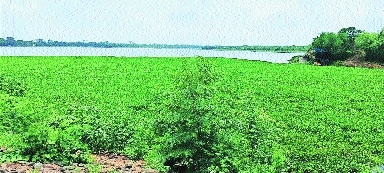Ambazari lake weed cleaning NMC plans custom conveyor belt system 