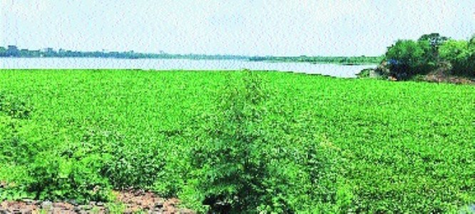 Ambazari lake weed cleaning <br> NMC plans custom conveyor belt system