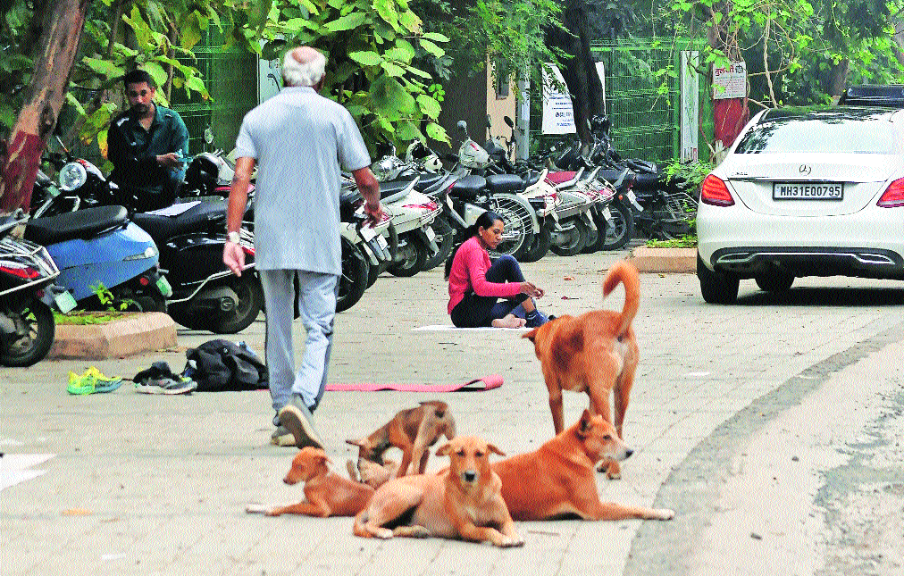 15.9% rise in dog-bite