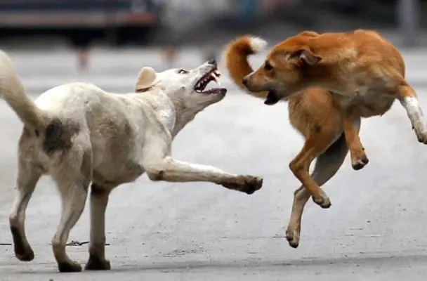 dog menace rampant in Reshimbagh