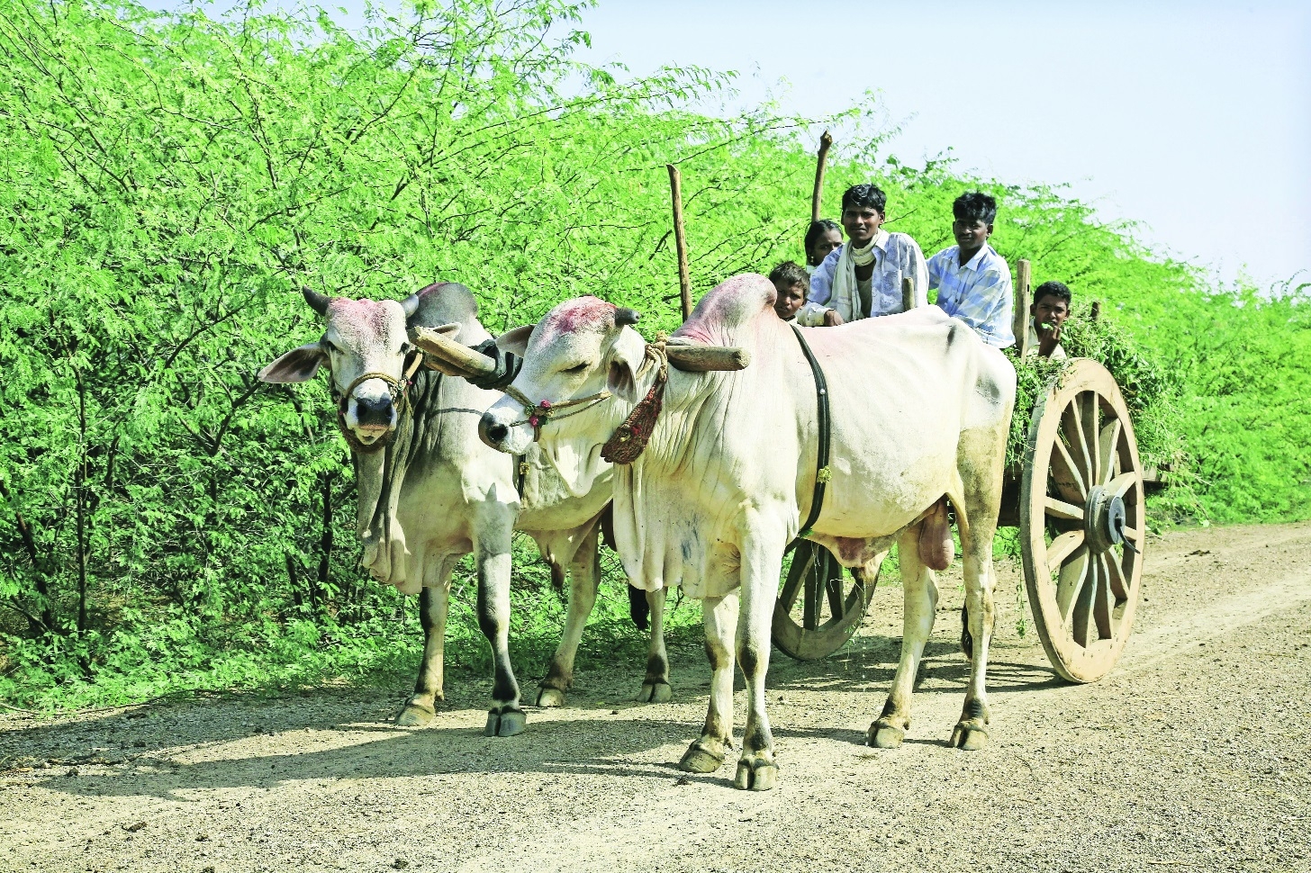 16point6 lakh bullocks
