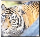 Rescued tigress