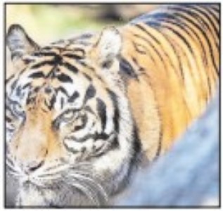 Rescued tigress from Mohli rangeREADY TO BE RELEASED INTO WILD