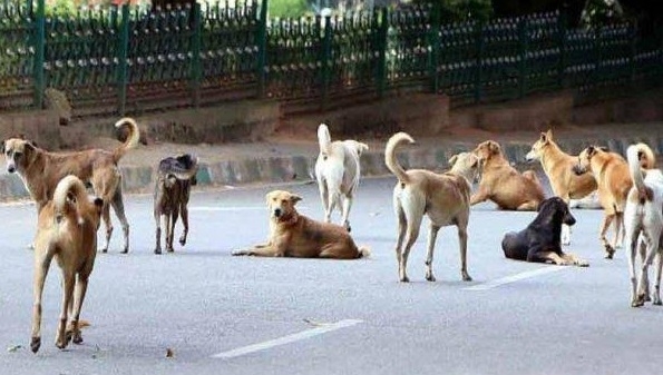 No SOP stalled ABC programme  Stray dog menace continues to 