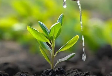 NMC to show compensatory plantation site to greens 