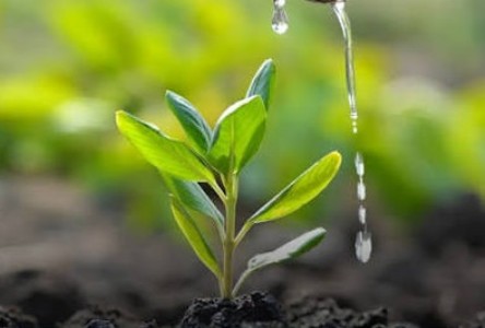 NMC to show compensatory plantation site to greens