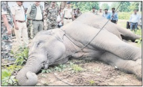 Wild male elephantdies of electrocution inRewa’s Malakpur village
