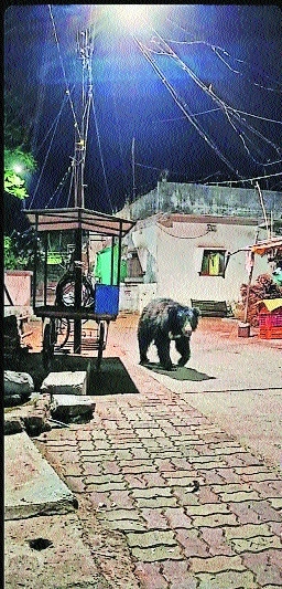 A sloth bear roaming in Mul area on Sunday night