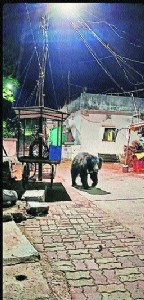 Sloth bears stray into Mul, rescued
