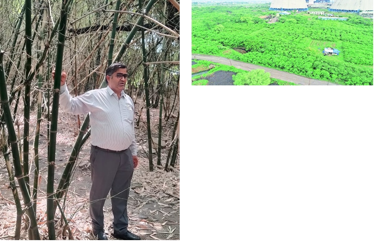 Scientist transforms 1500 ha waste land into bamboo forest