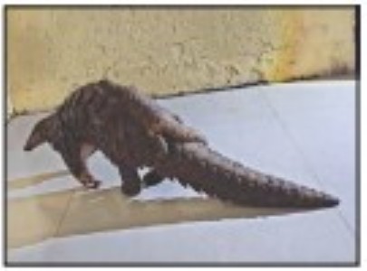 Two live pangolins rescuedin USTR-led interstate crackdown