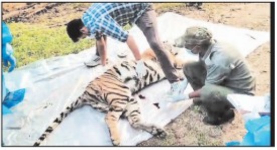 CARCASS OF TIGRESS CUB FOUND IN KANHA RANGE