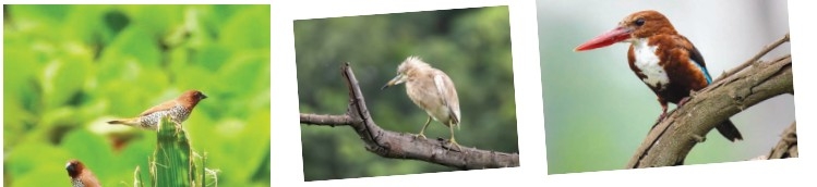 CG WIDENS BIRD COUNT