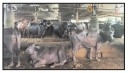Dairy operators say