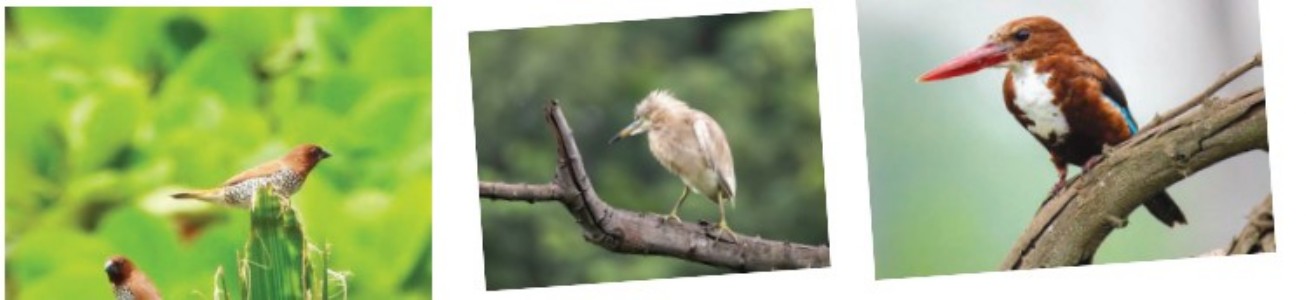CG WIDENS BIRD COUNT
