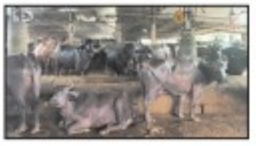 Dairy operators say maintaining livestock has become expensive, May increase milk prices, say operators