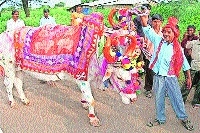 The Oxen the Farmer and a Festival that refuses to fade