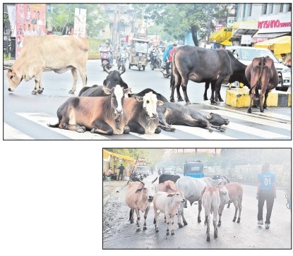 Stray cattle 