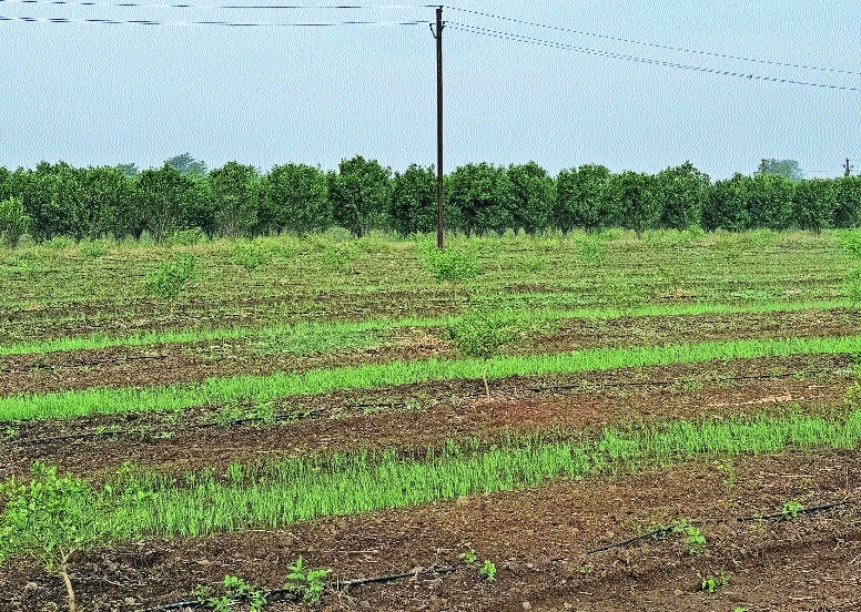 Deficit monsoons shadow on 40 lakh Ha farmland of Western Vid 
