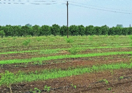 Deficit monsoon’s shadow on 40 lakh Ha farmland of Western Vid