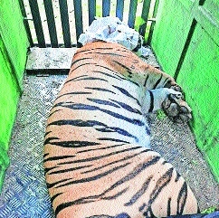 Problem tigress that killed 