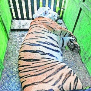 Problem tigress, that killed 4 persons, dies after rescue