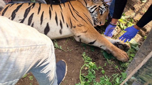 Problem tigress died due to cardiorespiratory failure, claims Forest Department